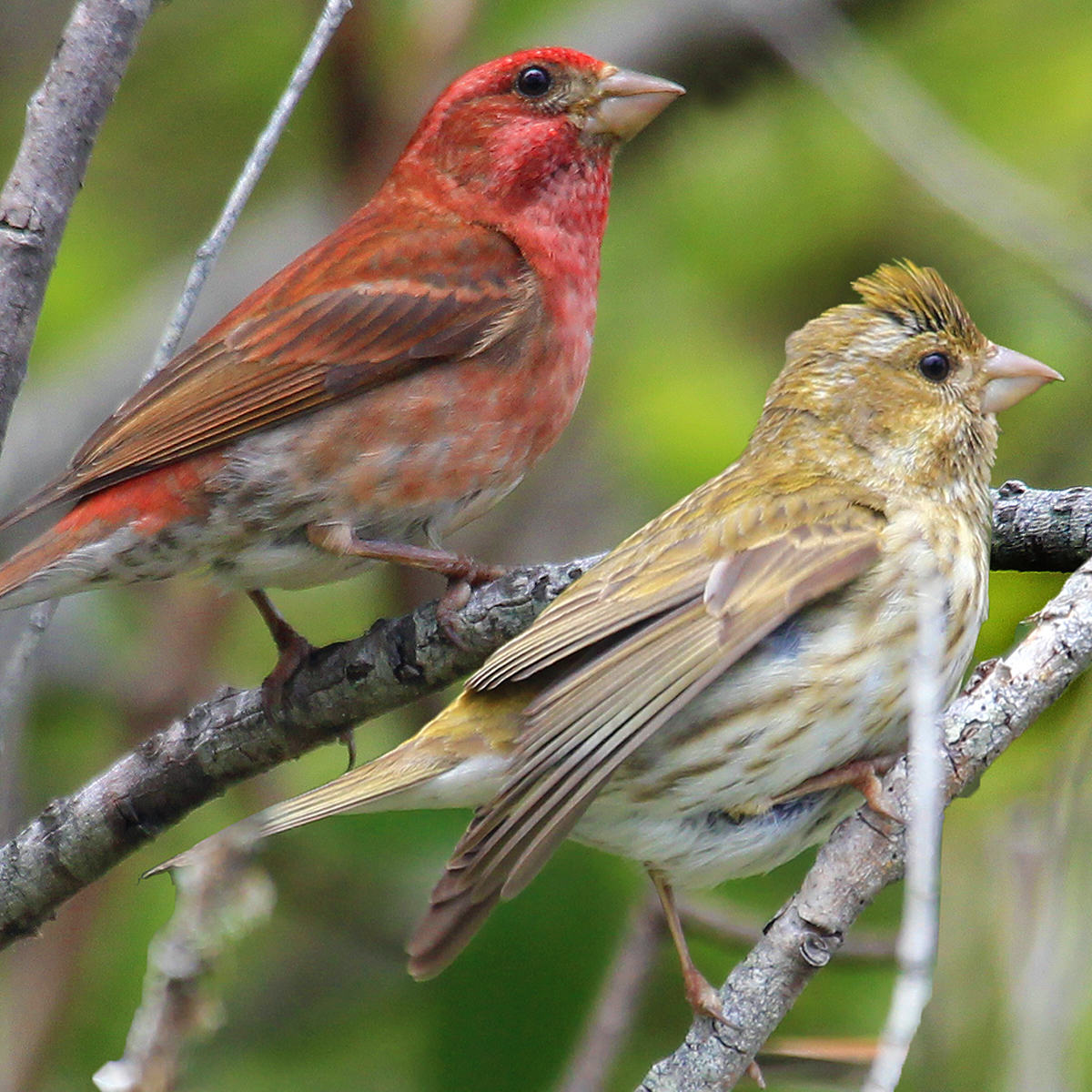 Rosy Finches